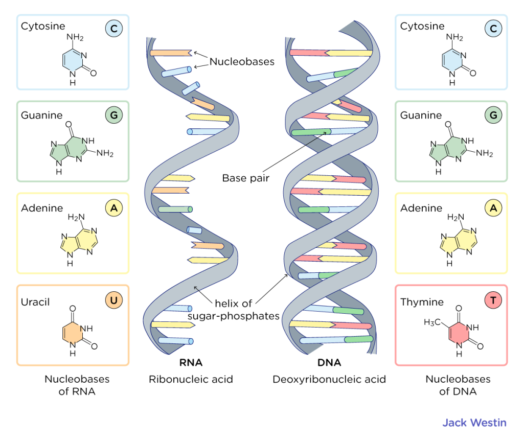 Read more about the article The Blueprint of Life: Decoding DNA and the Genetic Revolution